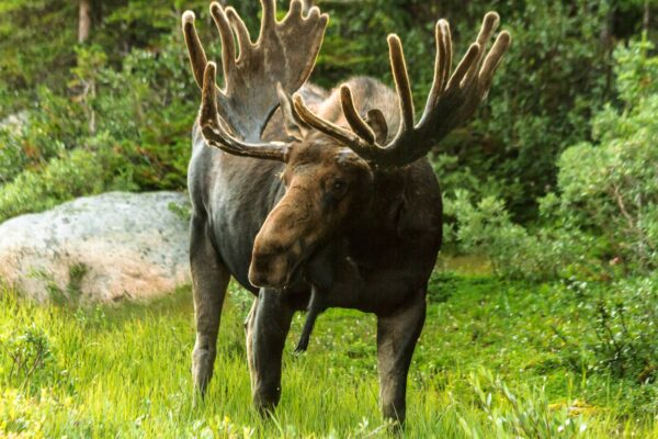 Alce Características y Curiosidades del Animal Salvaje
