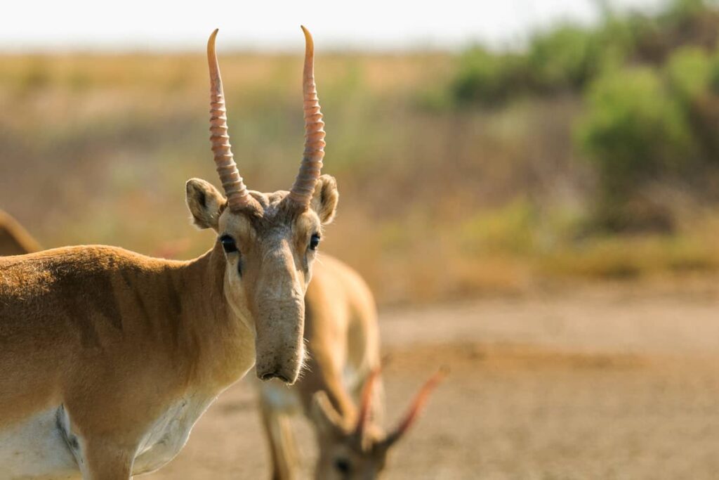 Primer plano Saiga macho salvaje