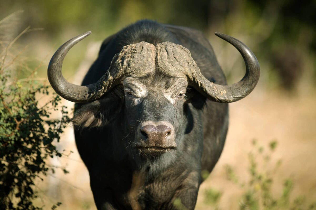 Búfalo Africano Características y Curiosidades