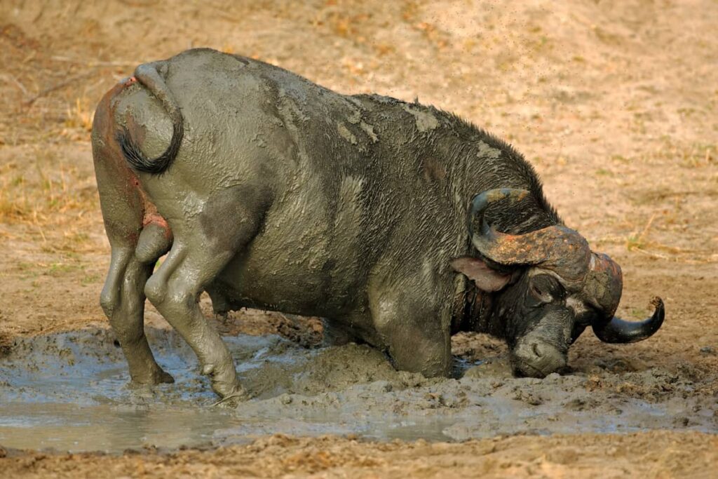 Búfalo dándose un baño de barro