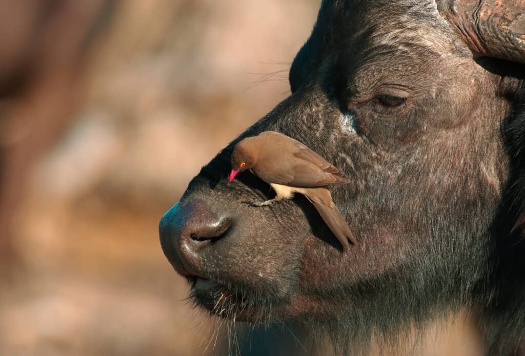 Búfalo con bufágidos o picabueyes en la cabeza