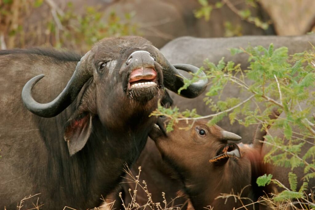 Búfalos africanos