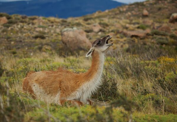 Guanaco Características y Curiosidades