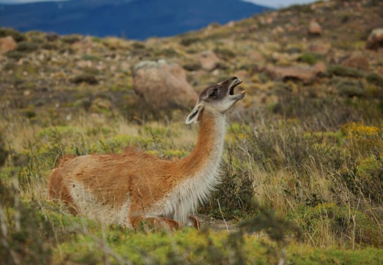 Guanaco Características y Curiosidades