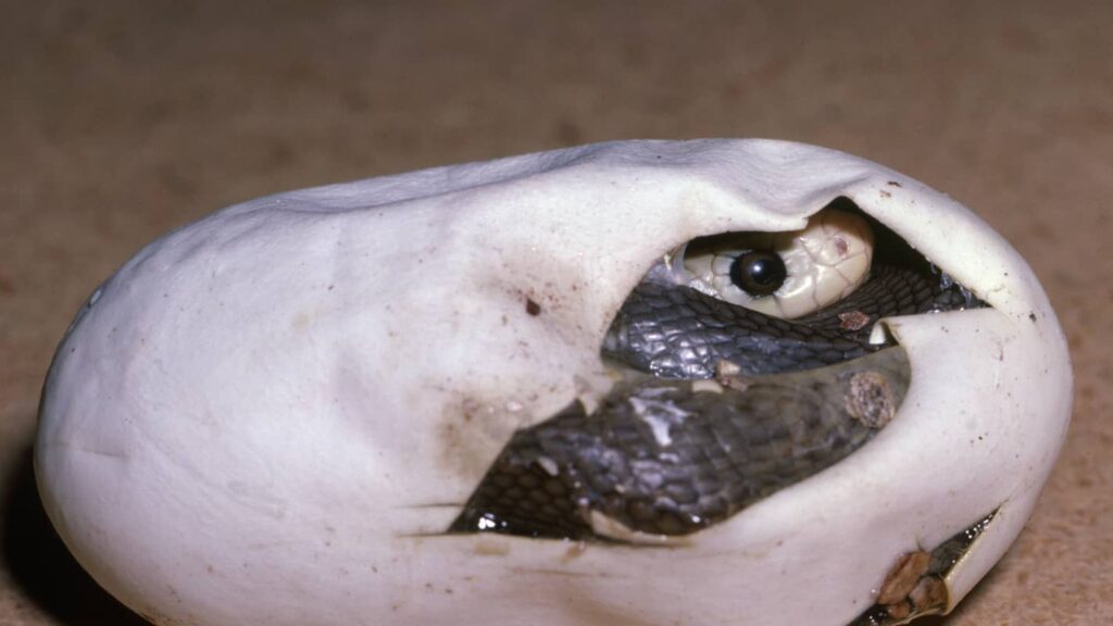 Huevo de serpiente de taipán