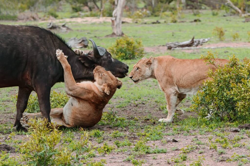 Leones matando a una hembra de búfalo