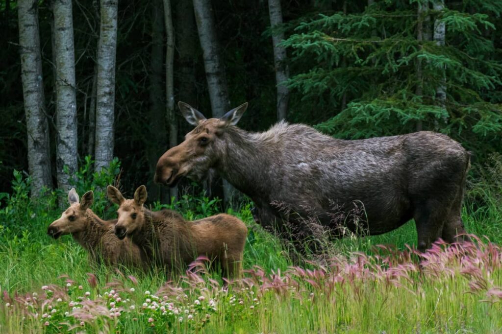 Madre alce junto a sus crías