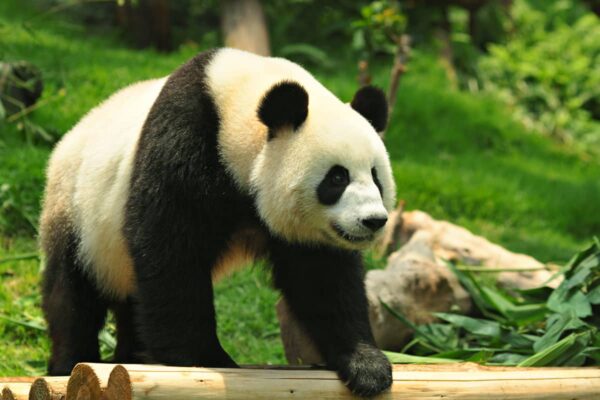 Oso Panda Gigante Características y Curiosidades