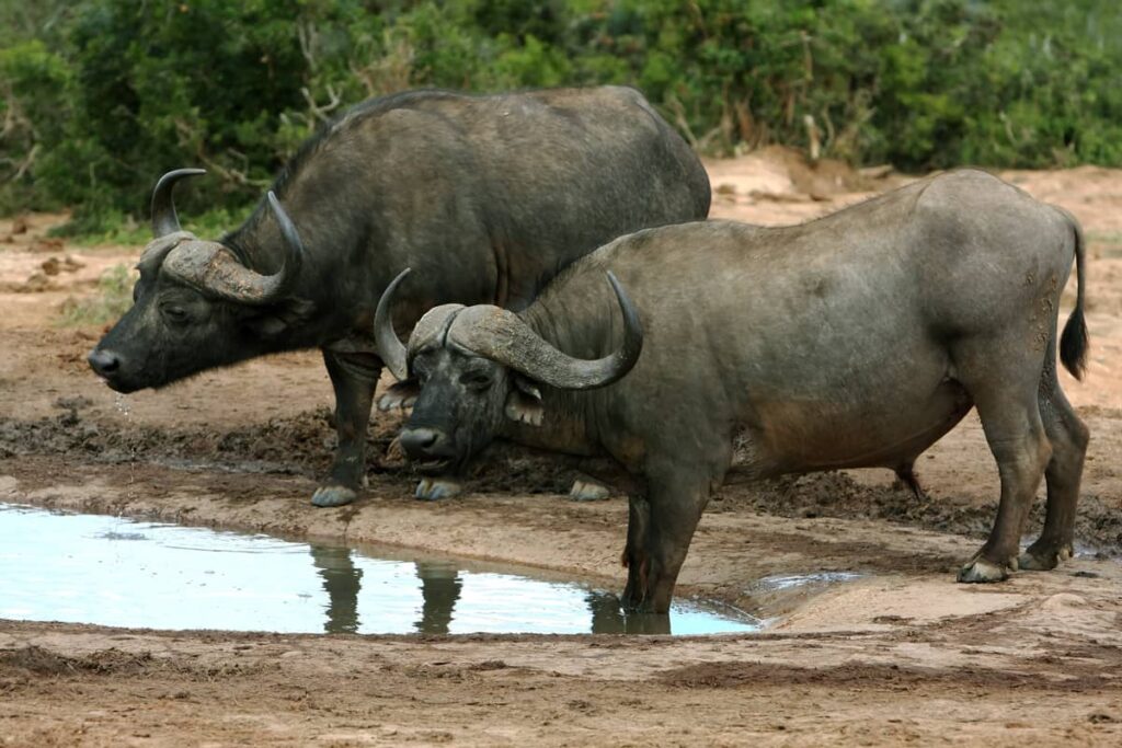 Pareja de búfalos