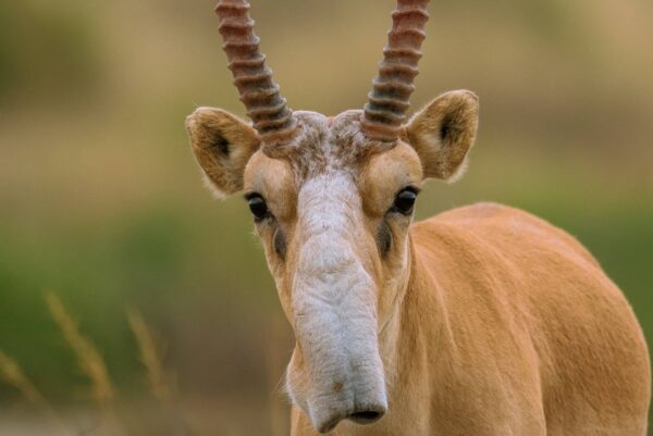 Saiga Características y Curiosidades