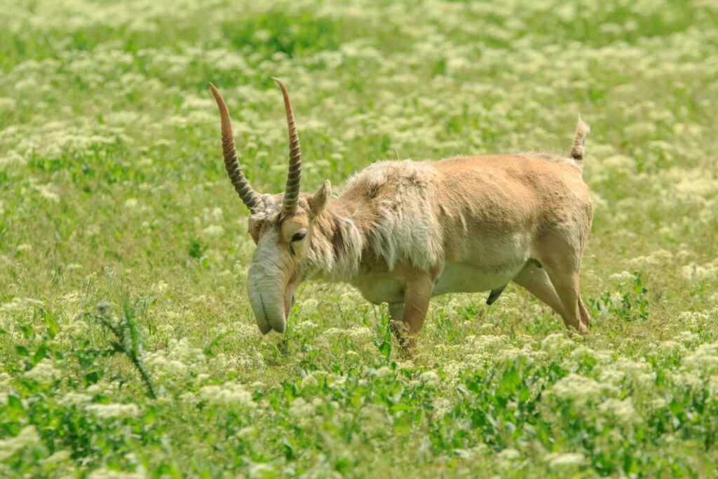 Saiga macho pequeño sobre pasto verde