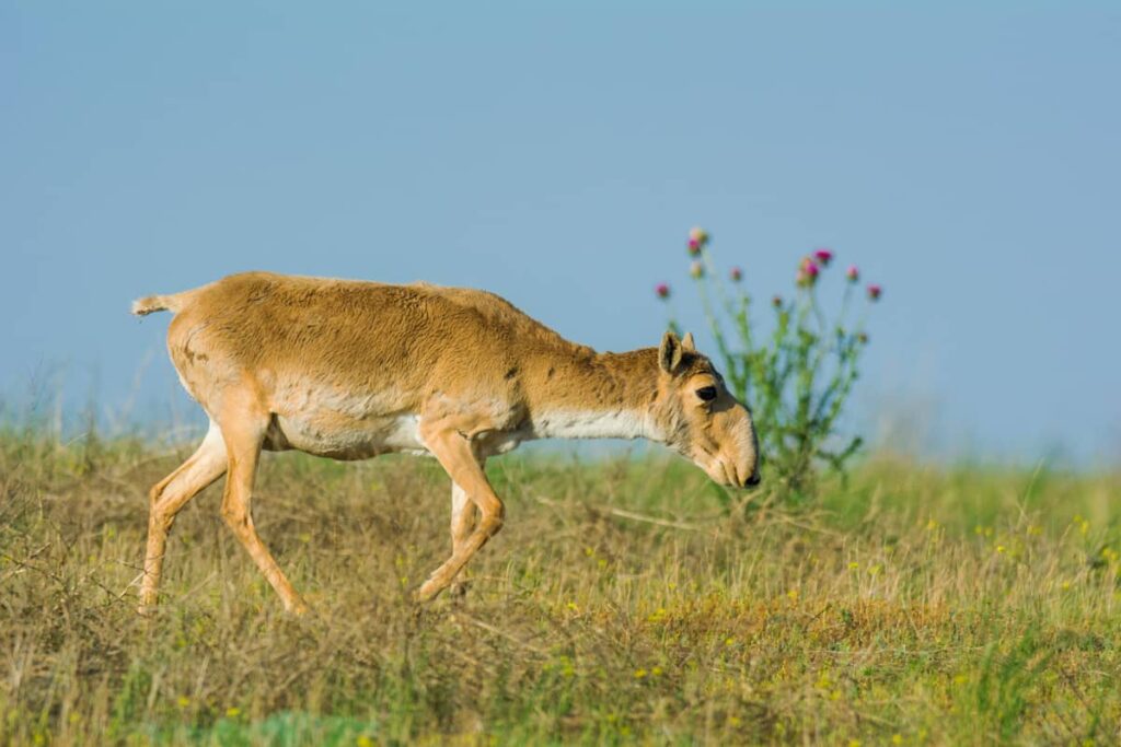 Una saiga tatarica buscando alimento