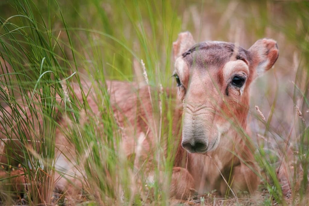 Saiga tatarica sobre el pasto