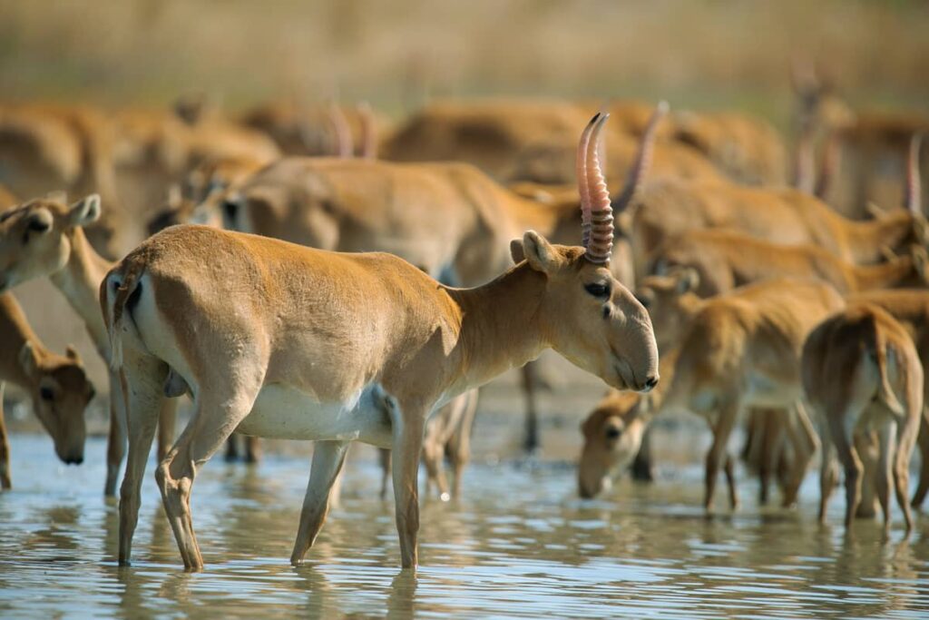Saiga tatarica en estepa