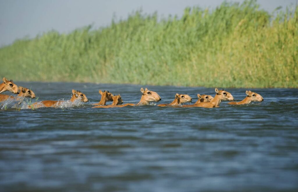 Saigas nadando en la reserva natural de Chórniyeche Zemli