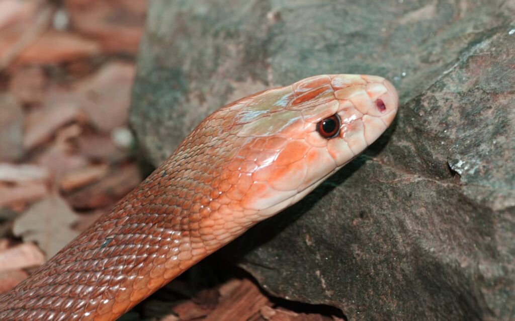 Serpiente Taipán sobre una roca