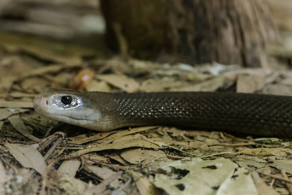 Taipan costero australiano altamente venenoso