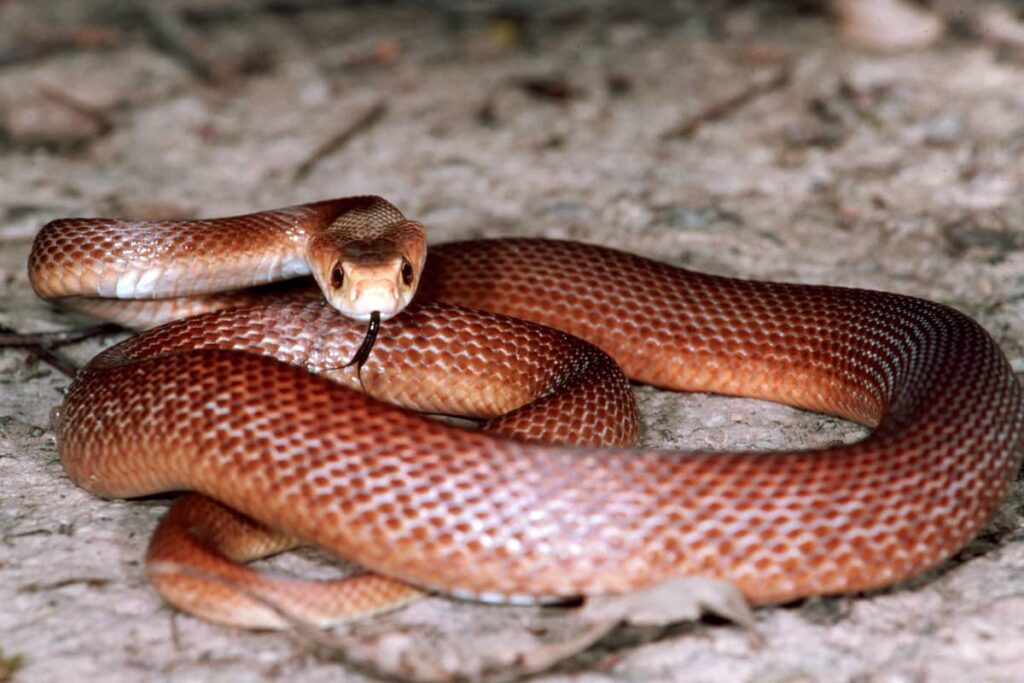 Taipan parpadeando su lengua