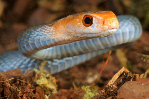 Serpiente Taipán Características y Curiosidades