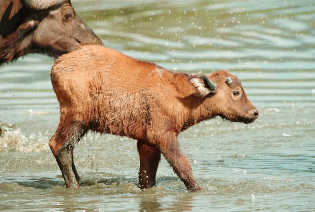 Ternero de búfalo con su madre