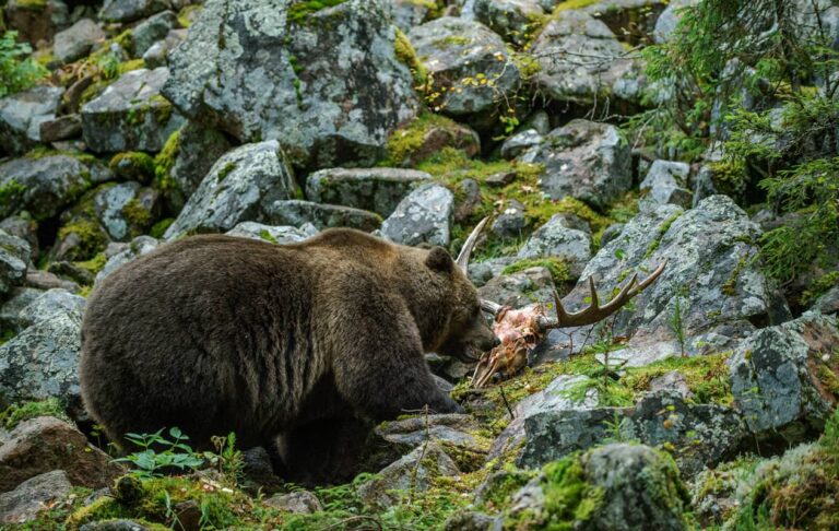 🦌 Alce: Características y Curiosidades » Animales Salvajes