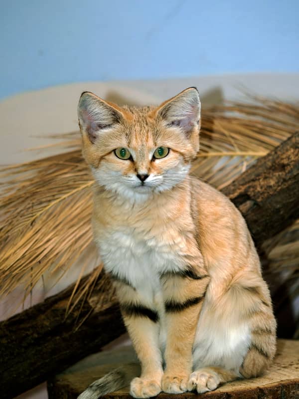 Apariencia del Felis margarita