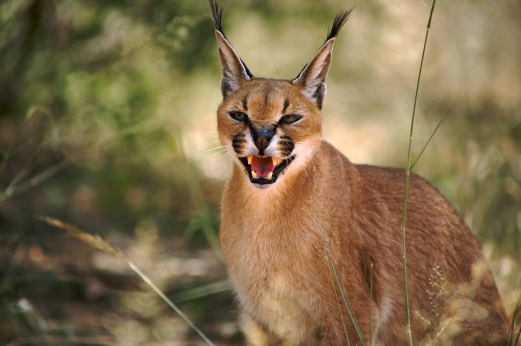 Caracal es un bello gato salvaje
