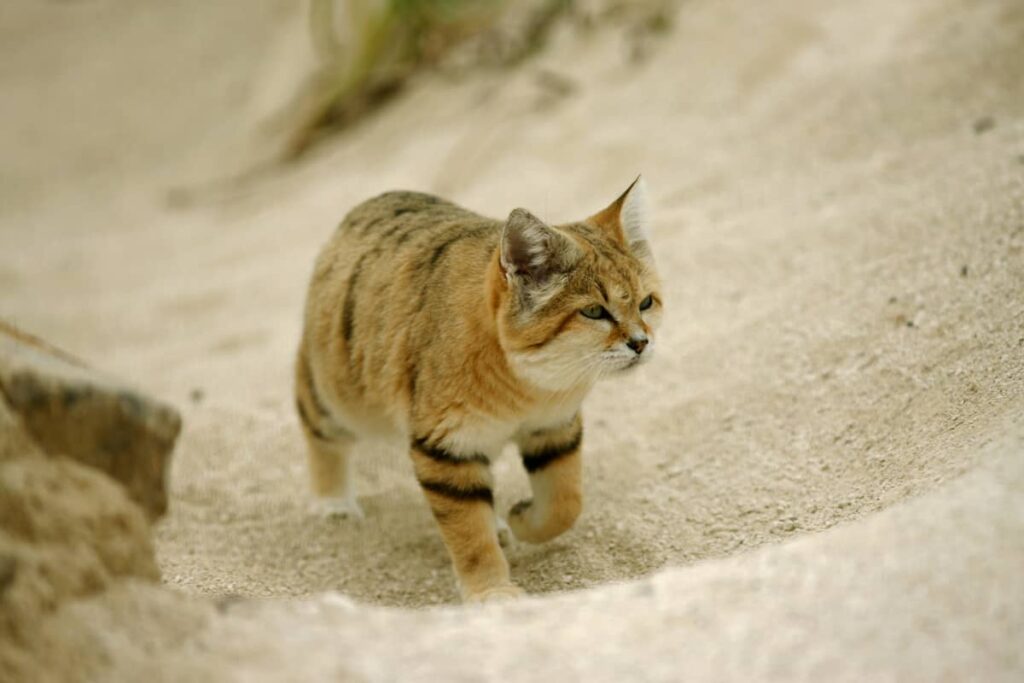 Felis margarita harrisoni o gato del desierto árabe