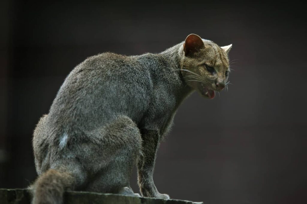 Foto del Jaguarundi o Puma yagouaroundi