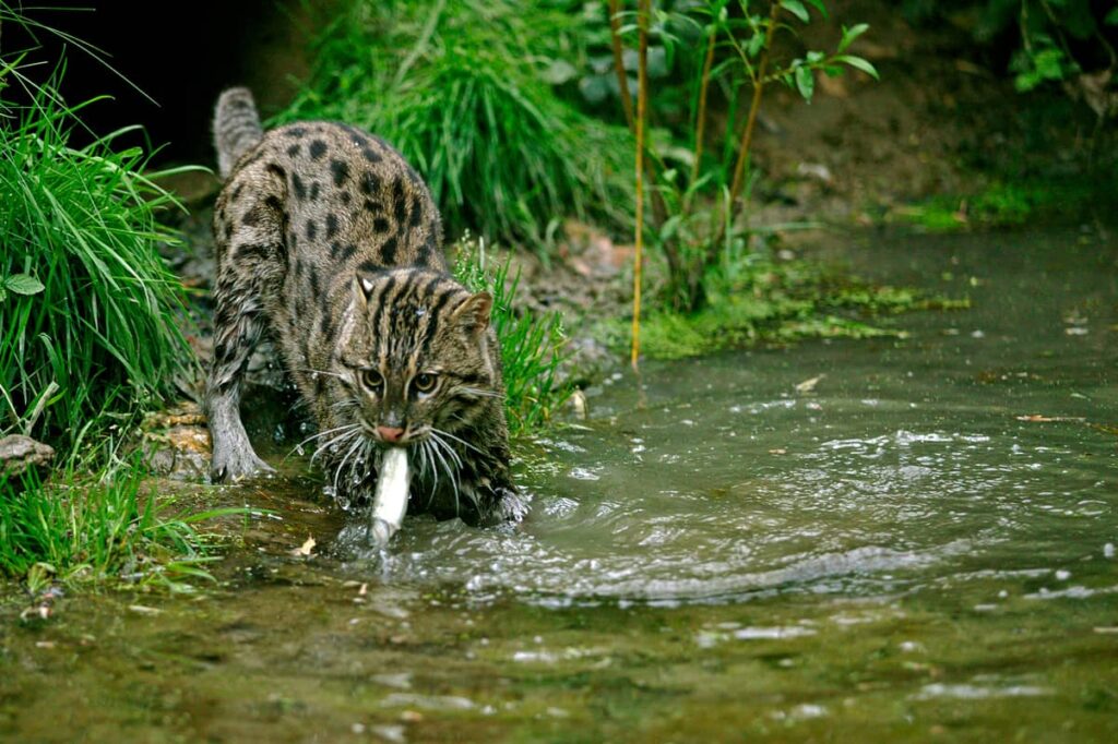 Gato Pescador pescando sobre el río