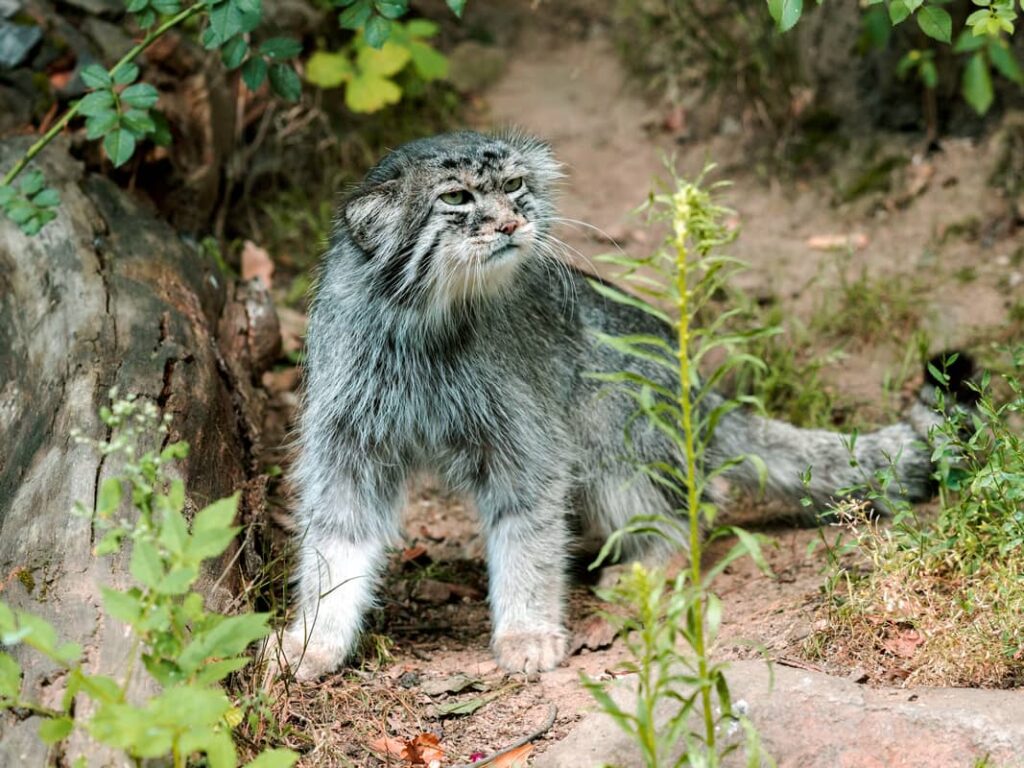 Otocolobus Manul mira a su alrededor