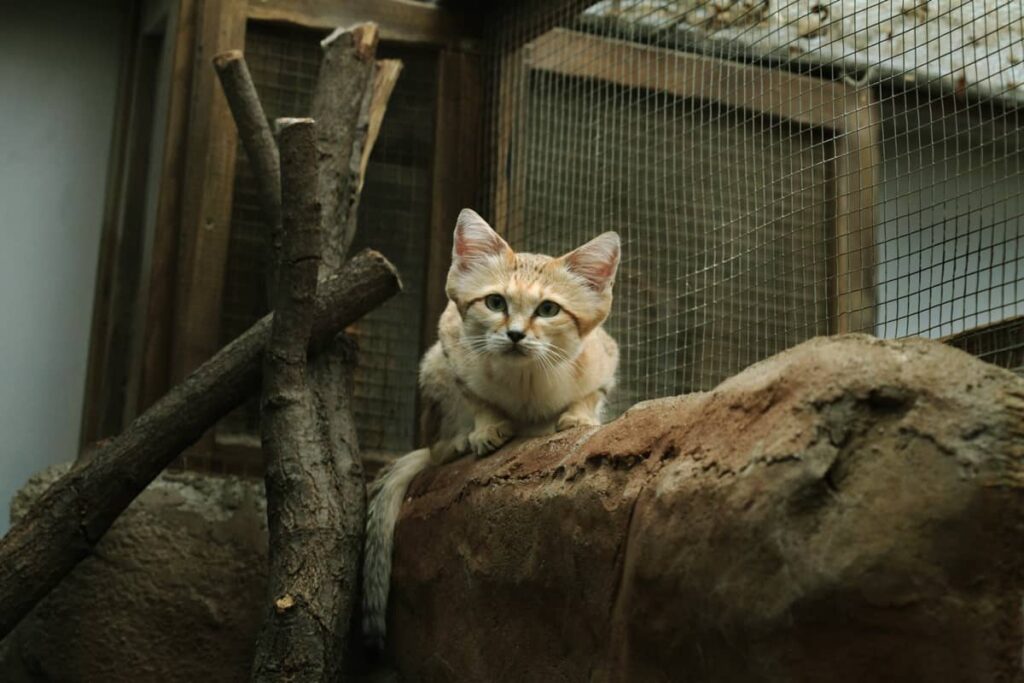 Gato de las Arenas buscando comida
