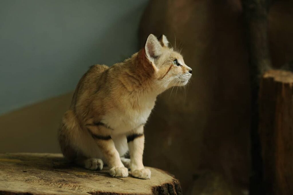 Foto del Gato de las Arenas salvaje