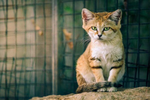 Gato del Desierto Características y Curiosidades