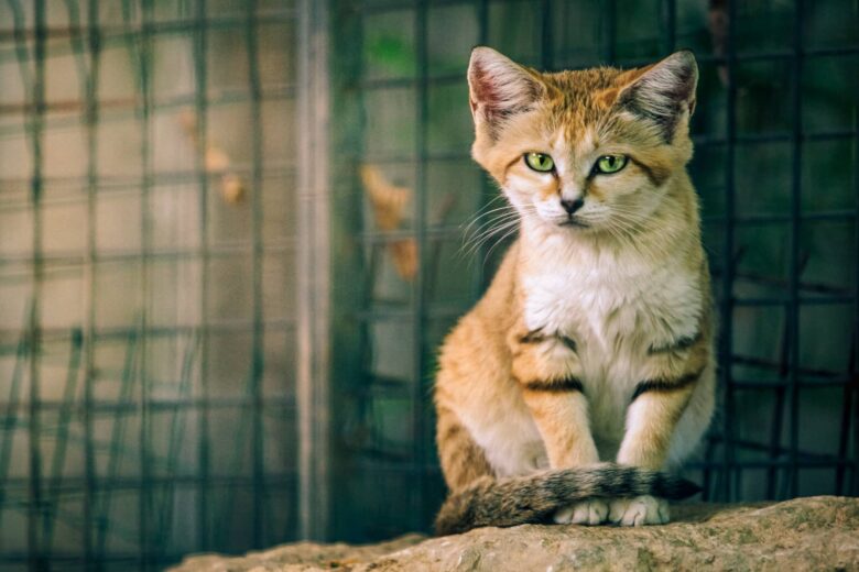 Gato del Desierto Características y Curiosidades