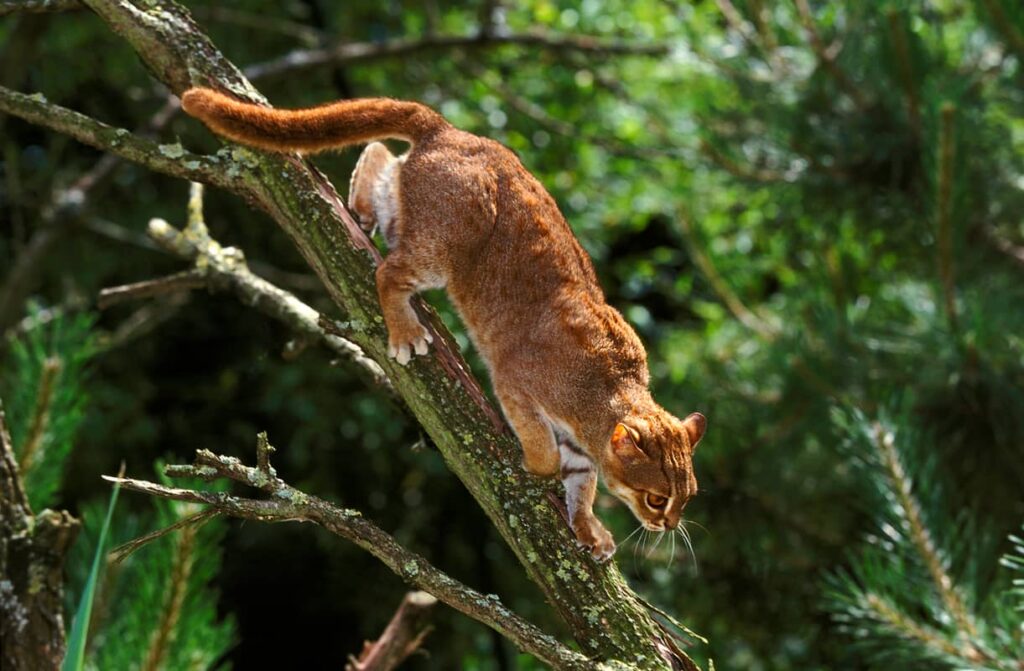 Gato herrumbroso sobre una rama de árbol