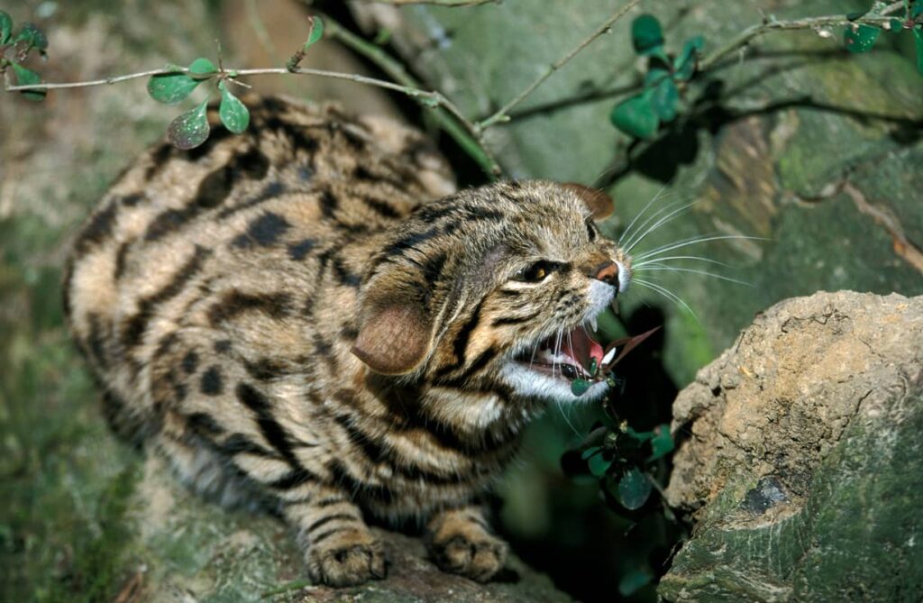 Gato patinegro salvaje mostrando sus dientes