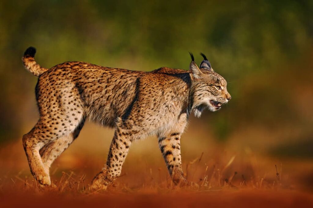 Retrato del gato salvaje Lynx pardinus