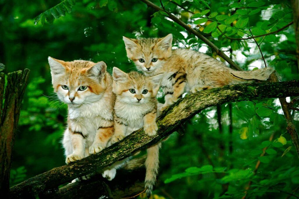 Gatos de arena sobre rama de árbol