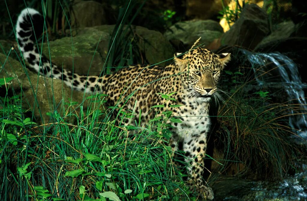 Hábitat del Panthera pardus saxicolor