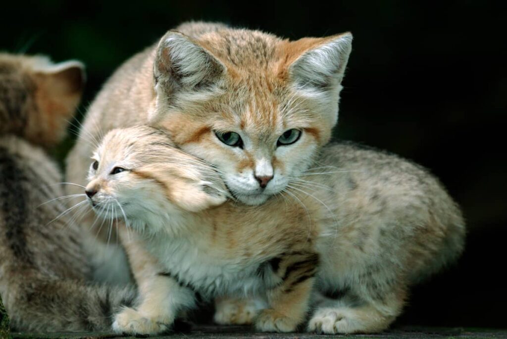 Hembra de Gato de arena con su cachorro