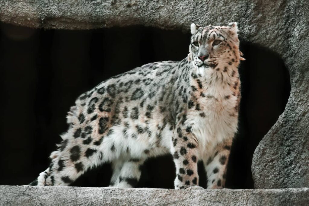 Imponente Leopardo de la nieve