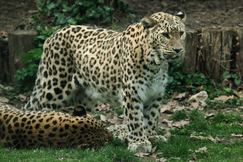 Leopardo de Persia o del Cáucaso Características del Animal Salvaje
