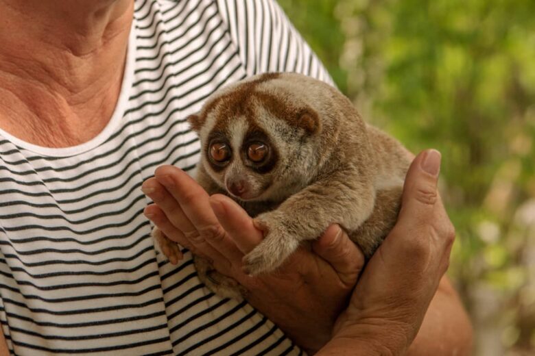 🐵 Loris Perezoso: Características » Animales Salvajes