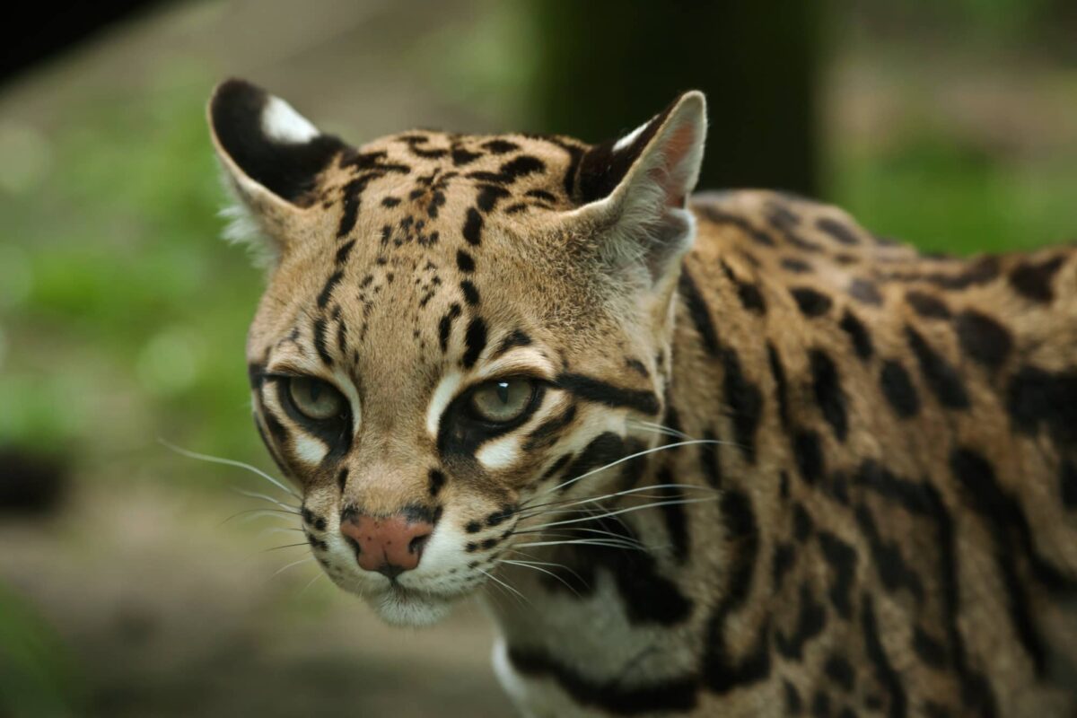 Ocelote salvaje Características Curiosidades