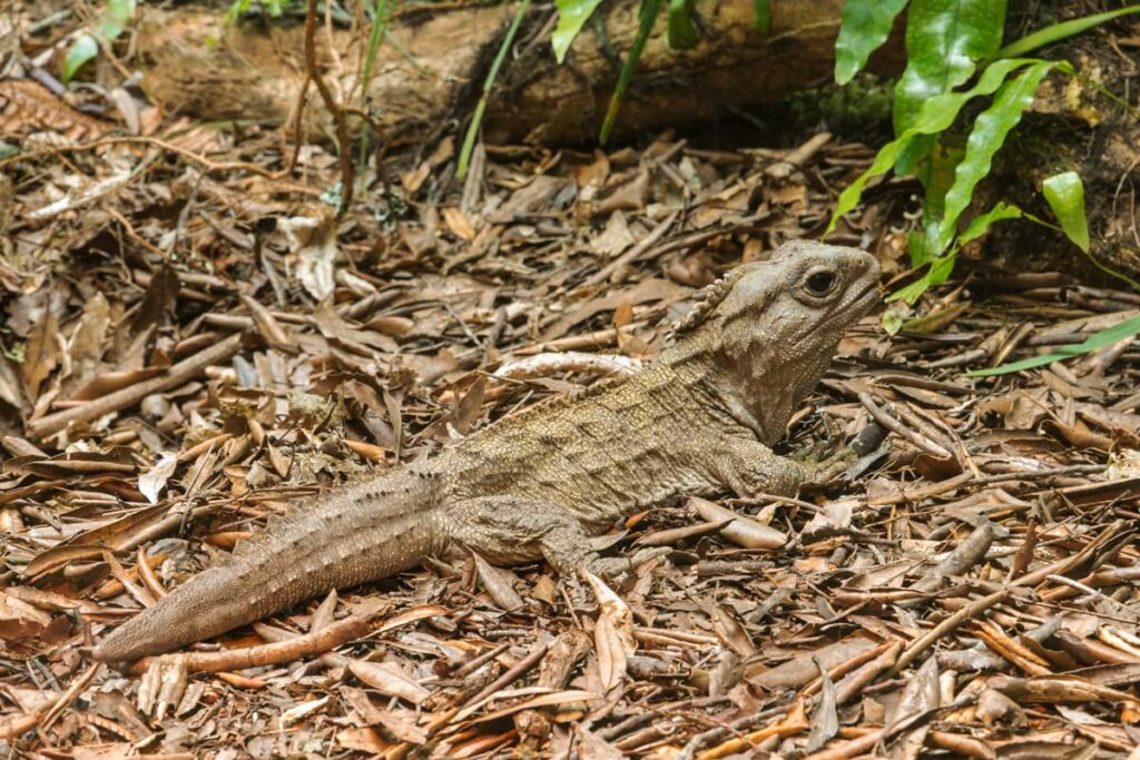 Primer plano del reptil tuátara