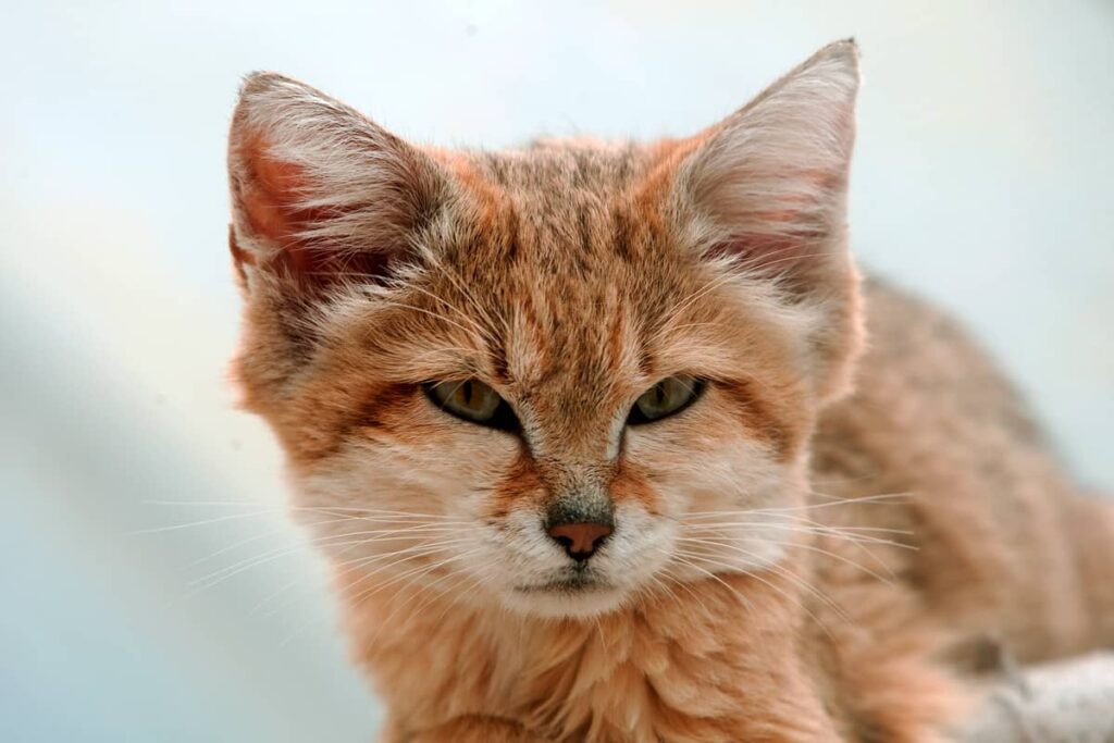 Retrato del Gato de las Arenas