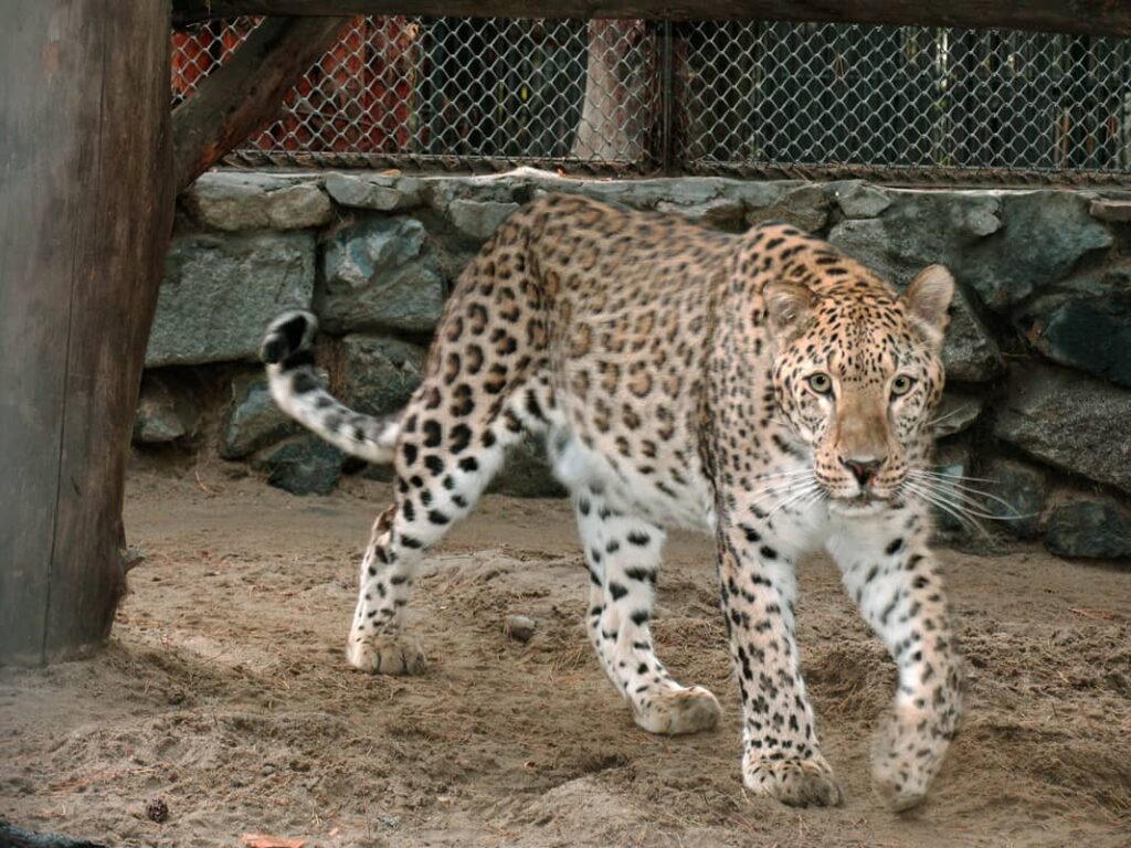 Vista completa del Leopardo Persa