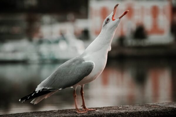 Gaviota Salvaje Características y Curiosidades