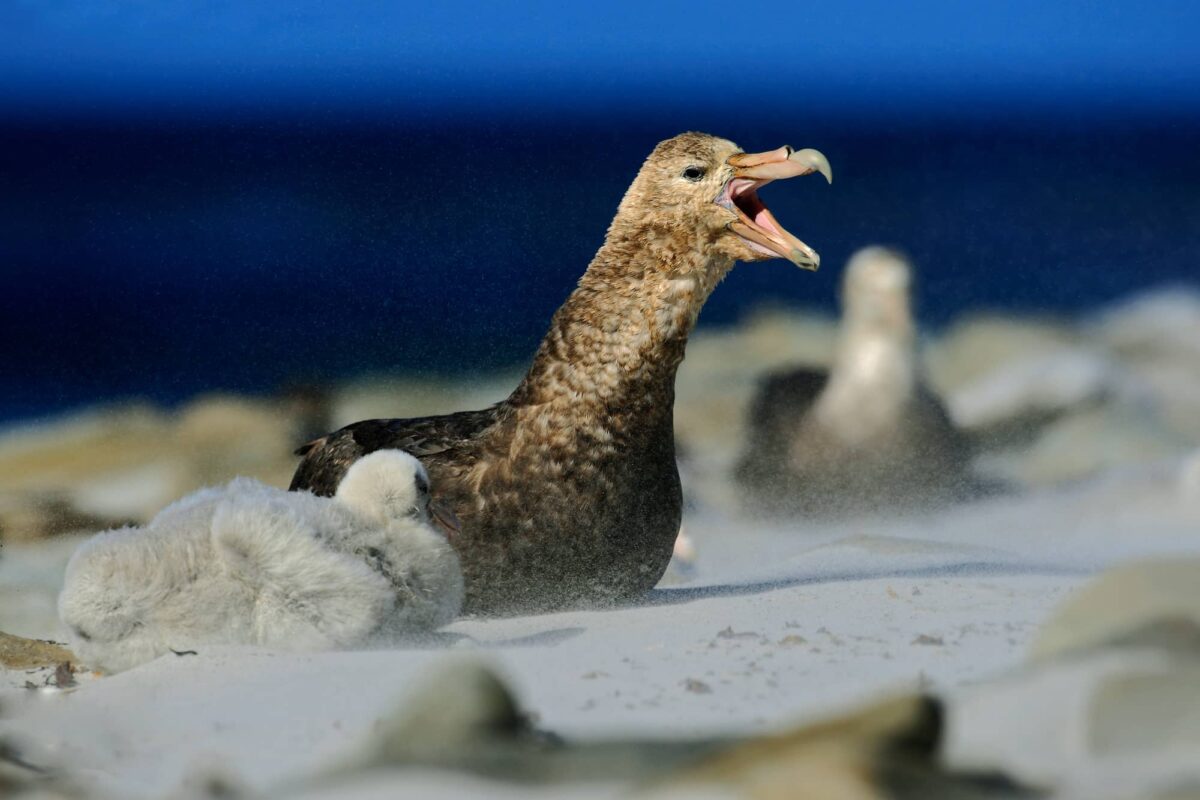 Petrel Características y Curiosidades